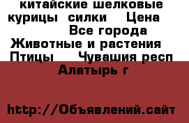 китайские шелковые курицы (силки) › Цена ­ 2 500 - Все города Животные и растения » Птицы   . Чувашия респ.,Алатырь г.